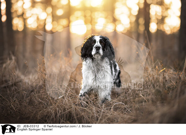 English Springer Spaniel / English Springer Spaniel / JEB-03312