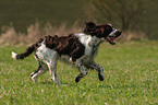 English Springer Spaniel