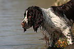 English Springer Spaniel