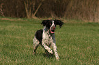 English Springer Spaniel