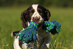 English Springer Spaniel puppy