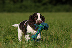 English Springer Spaniel puppy