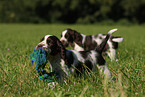 English Springer Spaniel puppy