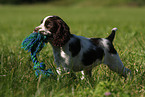 English Springer Spaniel puppy