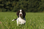 English Springer Spaniel puppy