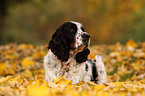 English Springer Spaniel