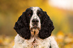 English Springer Spaniel Portrait