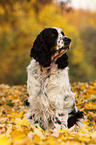 English Springer Spaniel