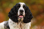 English Springer Spaniel Portrait