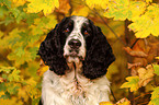 English Springer Spaniel Portrait