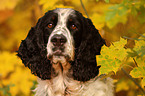 English Springer Spaniel Portrait