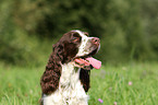 English Springer Spaniel Portrait