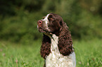 English Springer Spaniel