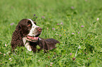 English Springer Spaniel