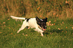 running English Springer Spaniel