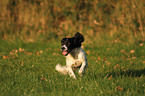 running English Springer Spaniel