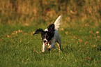 running English Springer Spaniel