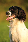 English Springer Spaniel Portrait