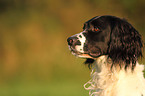 English Springer Spaniel Portrait