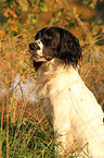 English Springer Spaniel