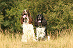 2 English Springer Spaniels