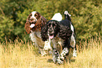 2 English Springer Spaniels