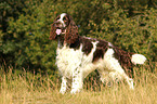 English Springer Spaniel