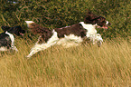 2 English Springer Spaniel