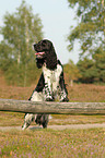 English Springer Spaniel