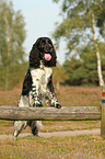 English Springer Spaniel