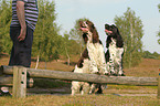 2 English Springer Spaniels