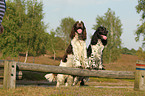 2 English Springer Spaniels