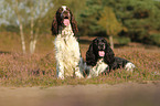 2 English Springer Spaniels