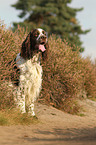 sitting English Springer Spaniel