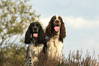 2 English Springer Spaniels