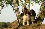 2 English Springer Spaniels