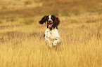 running English Springer Spaniel