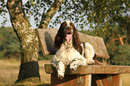 lying English Springer Spaniel