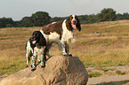 2 English Springer Spaniels