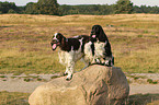 2 English Springer Spaniels