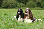 2 English Springer Spaniels