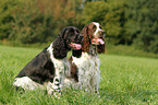 2 English Springer Spaniels