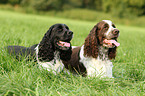 2 English Springer Spaniels