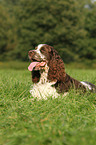 lying English Springer Spaniel