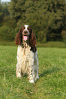 English Springer Spaniel