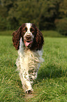 running English Springer Spaniel