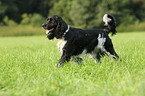 walking English Springer Spaniel