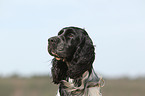 English Springer Spaniel Portrait