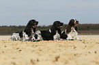 English Springer Spaniels