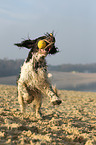 playing English Springer Spaniel